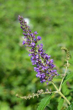 Summer lilac Empire Blue - Latin name - Buddleja davidii Empire Blue