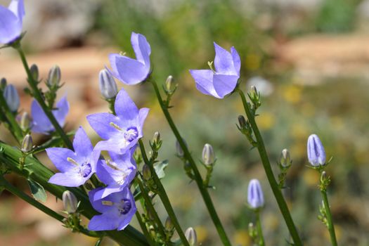 Chimney bellflower - Latin name - Campanula pyramidalis