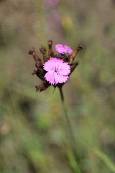 ?arthusian pink - Latin name - Dianthus carthusianorum