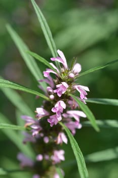 Siberian motherwort pink flower close up - Latin name - Leonurus sibiricus