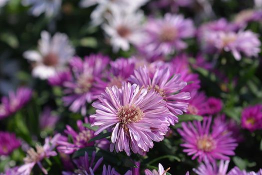 New York aster - Latin name - Symphyotrichum novi-belgii (Aster novi-belgii)