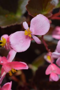 Wax begonia Carmen - Latin name - Begonia semperflorens Carmen