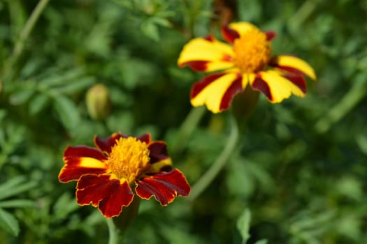 French marigold Mr. Majestic - Latin name - Tagetes patula nana Mr. Majestic