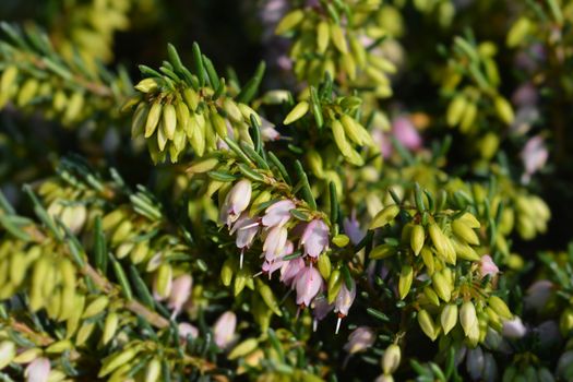 Darley Dale heath - Latin name - Erica * darleyensis