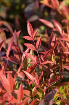 Heavenly bamboo Gulf Stream - Latin name - Nandina domestica Fire Power