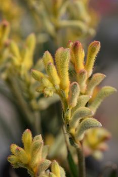 Kangaroo paw Beauty Yellow - Latin name - Anigozanthos Beauty Yellow