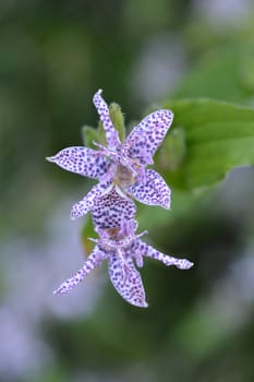 Hairy toad lily flower - Latin name - Tricyrtis hirta