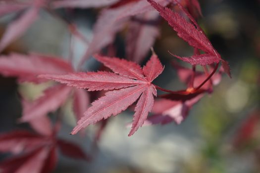 Purple Japanese maple - Latin name - Acer palmatum Atropurpureum