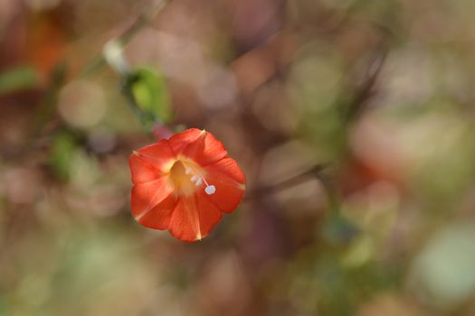 Red morning glory - Latin name - Ipomoea coccinea