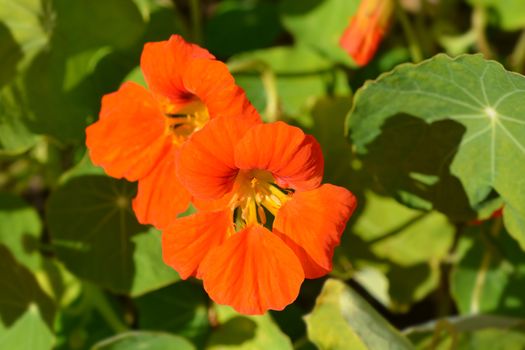 Garden nasturtium orange flower - Latin name - Tropaeolum majus