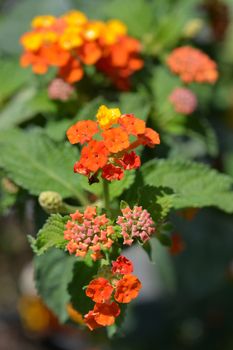 Shrub verbena orange flower close up - Latin name - Lantana camara