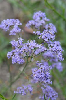 Siberian Static flowers - Latin name - Limonium gmelinii