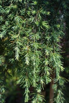 Deodar cedar Feelin Blue - Latin name - Cedrus deodara Feelin Blue