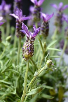 Butterfly lavender flowers - Latin name - Lavandula stoechas