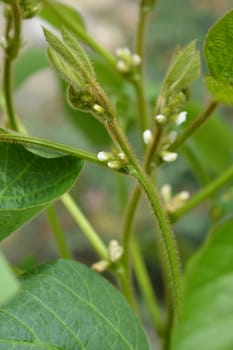 Soybean white flower buds - Latin name - Glycine max