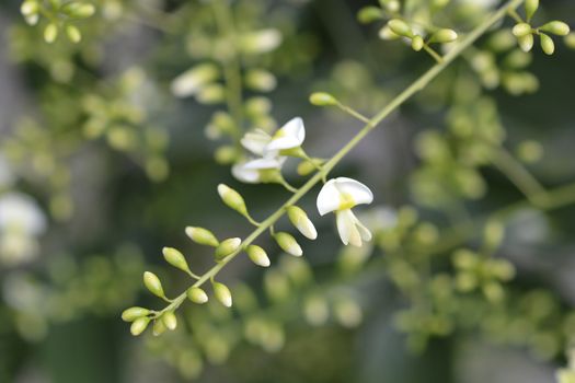 Weeping Japanese pagoda tree - Latin name - Sophora japonica pendula