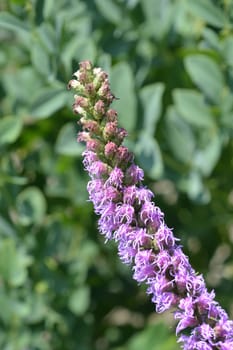 Prairie blazing star - Latin name - Liatris pycnostachya