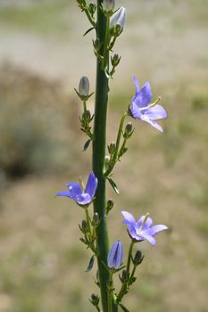 Chimney bellflower - Latin name - Campanula pyramidalis