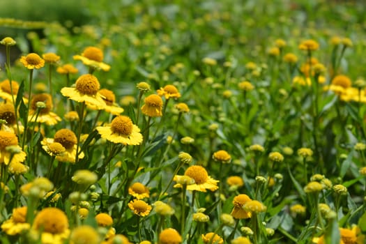 Common sneezeweed - Latin name - Helenium autumnale