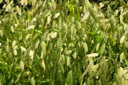 Northern Sea Oats - Latin name - Chasmanthium latifolium