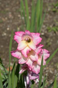 Pink and white Hybrid Gladiola - Latin name - Gladiolus x gandavensis