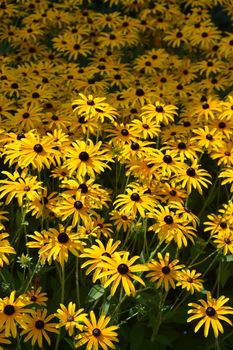 Deams coneflowers - Latin name - Rudbeckia fulgida var. deamii (Syn. Rudbeckia deamii)