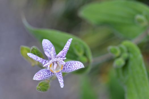 Hairy toad lily flower - Latin name - Tricyrtis hirta