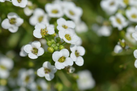 Sweet alyssum Snow Cloth - Latin name - Lobularia maritima Snow Cloth (Alyssum maritimum Snow Cloth)