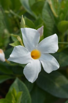 White mandevilla flower - Latin name - Mandevilla boliviensis