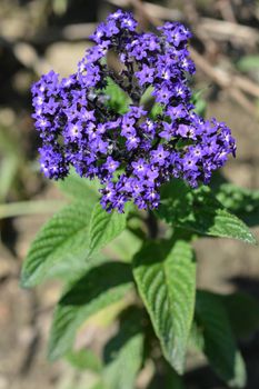 Heliotrope Marine buds - Latin name - Heliotropium arborescens Marine