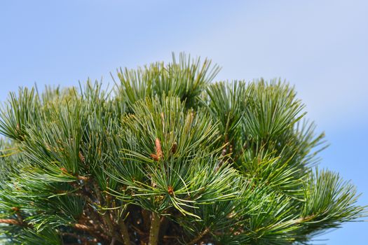 Tempelhof Japanese White Pine - Latin name - Pinus parviflora Tempelhof