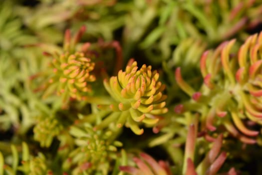 Golden sedum Angelina - Latin name - Sedum rupestre Angelina