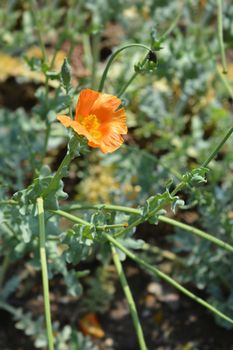Orange horned poppy flower - Latin name - Glaucium flavum