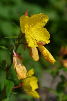 Narrowleaf evening primrose - Latin name - Oenothera fruticosa