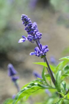 Mealy Cup Sage - Latin name - Salvia farinacea Evolution