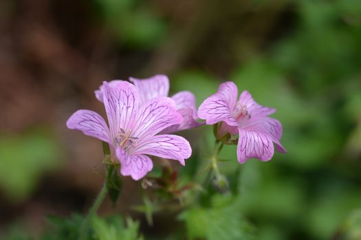 French cranesbill Rose Clair - Latin name - Geranium endressii Rose Clair