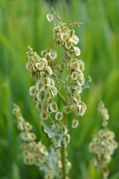 Rhubarb seeds - Latin name - Rheum rhabarbarum