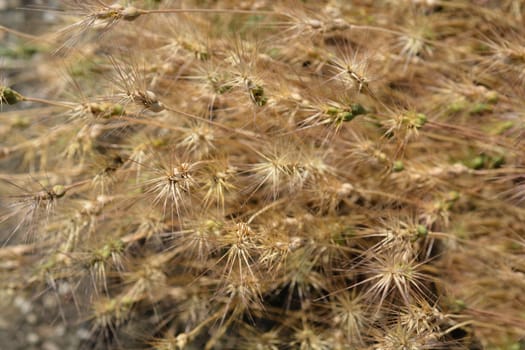 Dry ovate goatgrass - Latin name - Aegilops geniculata