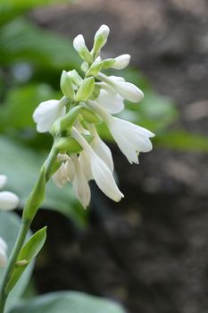 Plantain lily Frances Williams - Latin name - Hosta sieboldiana Frances Williams