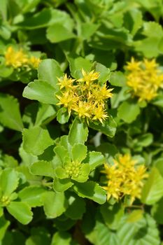 Stonecrop yellow flowers - Latin name - Sedum selskianum