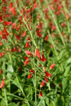 Cardinal Penstemon red flowers - Latin name - Penstemon cardinalis