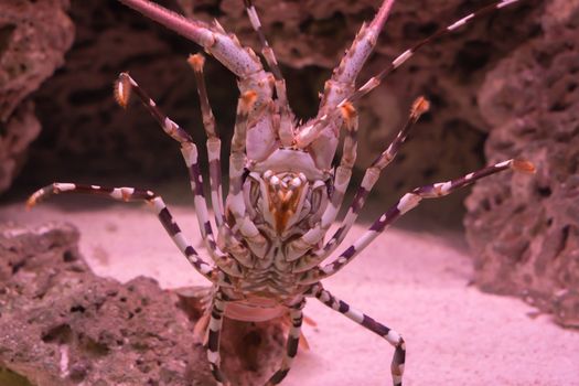 big ornate spiny rock lobster in closeup from his belly showing of his whole under body with legs