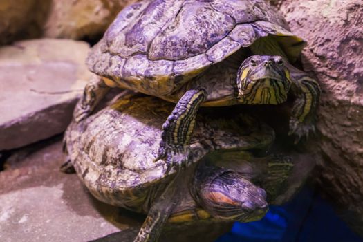 two funny turtles laying on each other and one looking in the camera