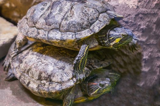 two turtles in close one lying on top of the other funny animal behavior