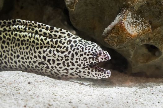 black spotted leopard moray eel in closeup opening his mouth, A water snake of the pacific ocean.