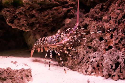 ornate spiny rock lobster climbing on a stone, a big tropical crayfish from the pacific ocean