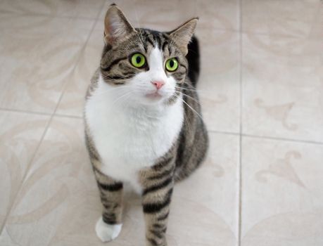 Domestic pet cat with bright green eyes sits on floor posing and ready to attack