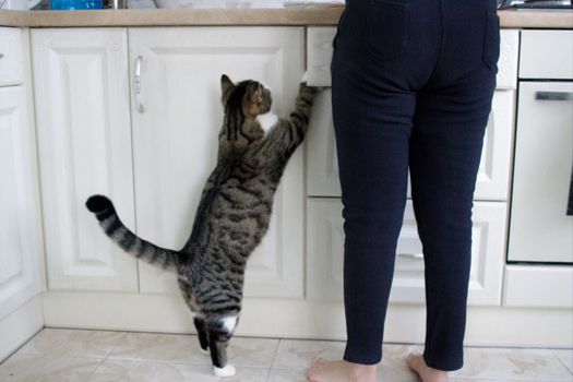 Domestic pet cat stands on legs in kitchen begging for food from master
