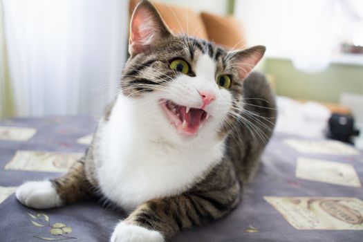 Domestic pet cat with bright green eyes lies on table posing