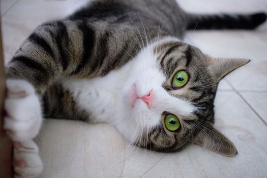 Close-up of domestic pet cat with bright green eyes lying on floor posing and playing